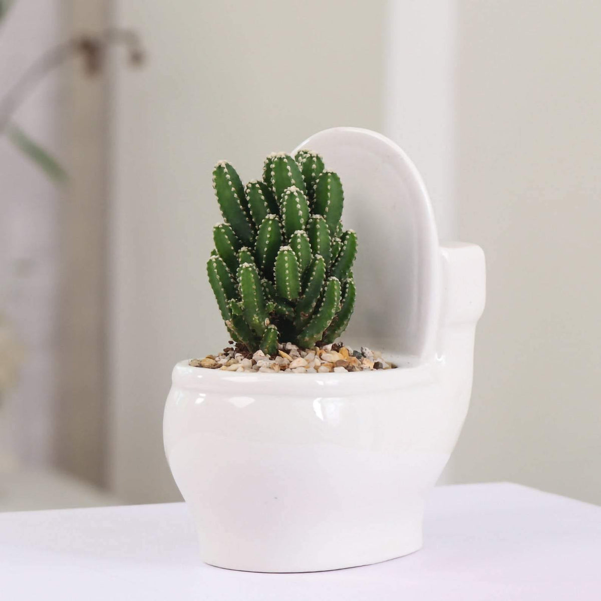 وعاء نباتات الصSucculent المصنوع يدويًا من السيراميك