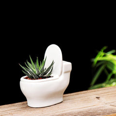 وعاء نباتات الصSucculent المصنوع يدويًا من السيراميك